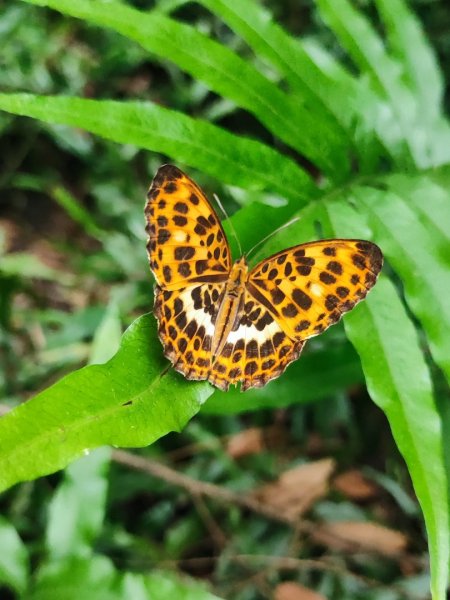 微笑山線鳶山山系2844428