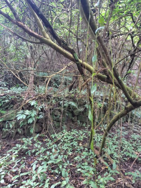 鳳鳴古道 鳳鳴山 南隘勇（南長城）古道 三湖山 八達嶺（龍骨）古道 綠色古道 延平古道2975336