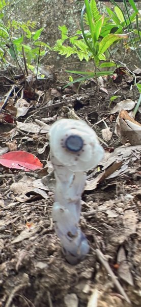 水晶蘭 -五寮尖2102831