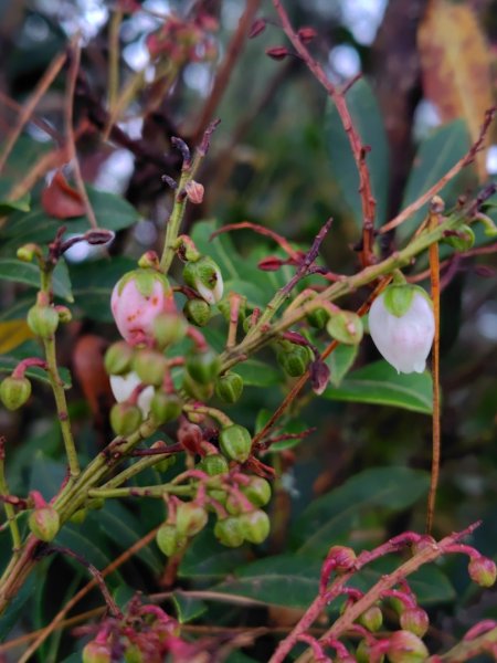 巒安堂、西巒大山2931658