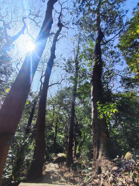 龜山福源山-牛灶坑山-鶯歌火車站走春遊2701333