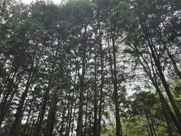 鳶嘴稍來山之楓紅／雲海2974086