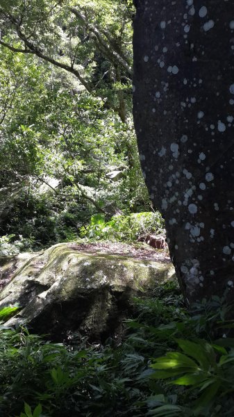 20190912 從雲森瀑布登樂佩山679428