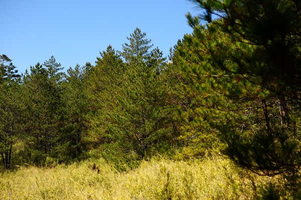 武法奈尾山天巒池872483