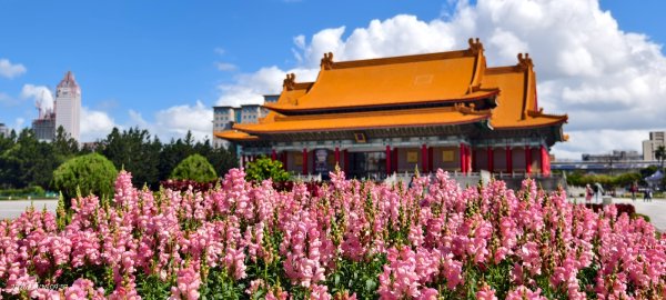 #自由廣場 #大安森林公園 #繡球花 #杜鵑 3/163016273