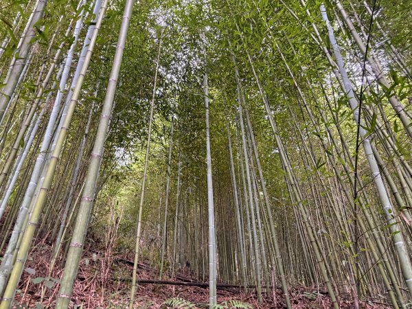 白蘭溪古道2846936