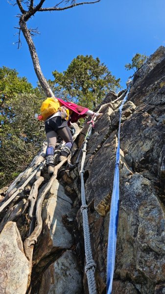 20250209橫沙笛鳶嘴醜肥大西稜O型2709378