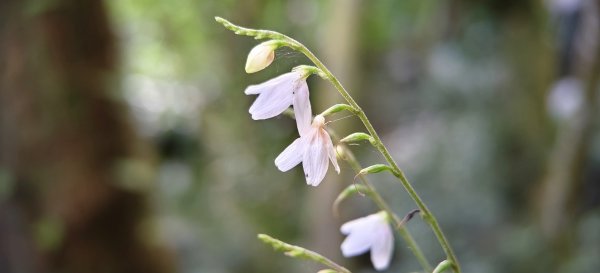 2025/10/26_馬胎古道2925717