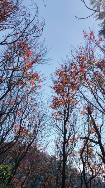 鳶嘴稍來賞楓行663221