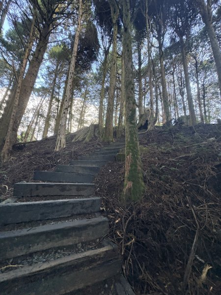 20251225塔山步道(大塔山)2970322