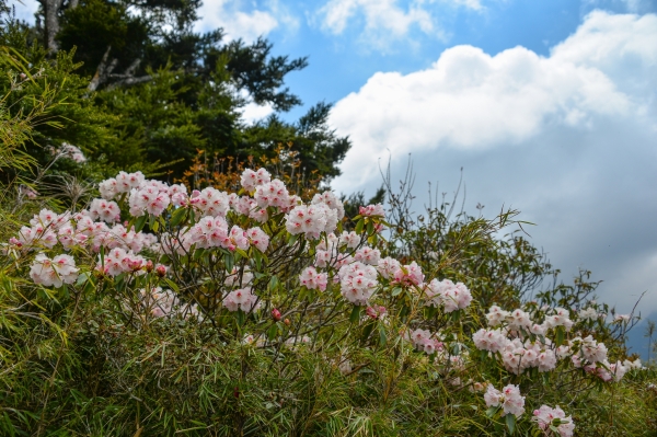 玉山前峰杜鵑盛開38584