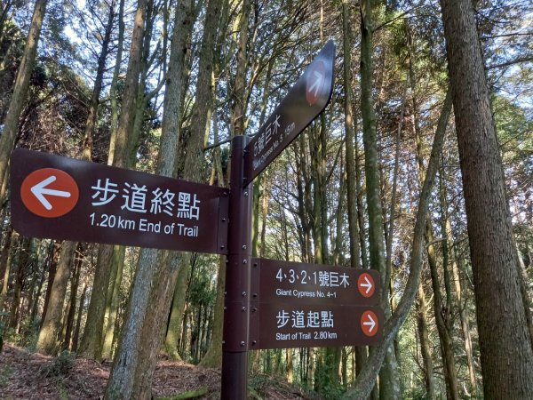 觀霧檜山巨木群步道1315916