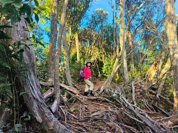 1121125 鳥嘴山縱走貴妃山2363987