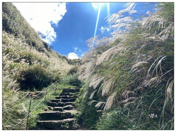 七星山步道、芒花搖曳3137698