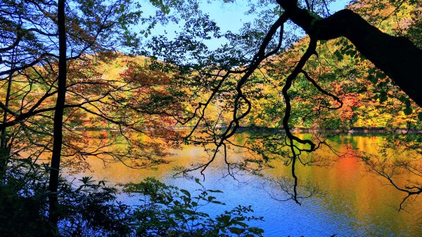 秋田縣白神山地十二湖2929768