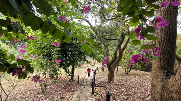 北部出發來去中部悠哉走個鐵砧山2993386