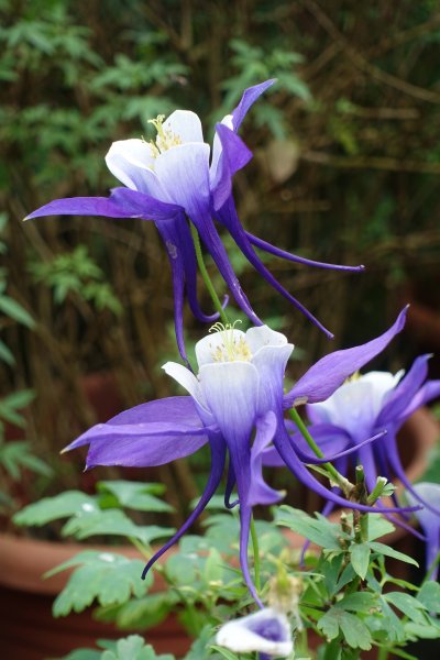 內雙溪自然中心藥用植物園1287950