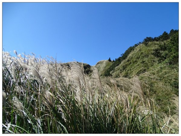 七星山連峰/芒花738694