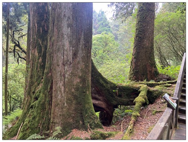 阿里山神木群棧道2771602