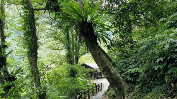 福山部落,內洞森遊區2552471