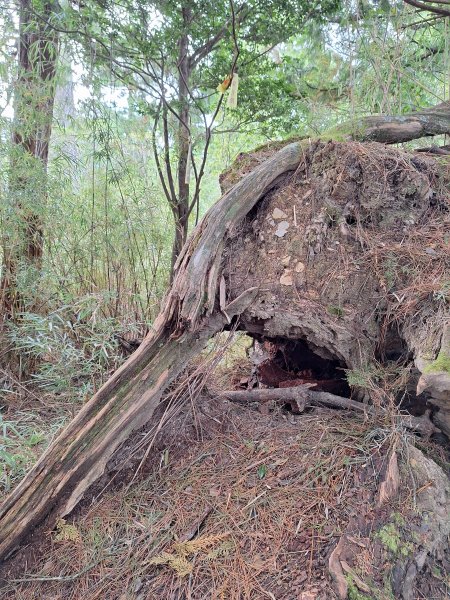 觀霧之榛山O型202411232653915