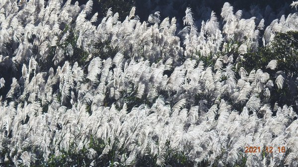 人品大爆發?天道酬勤?雲海好美好滿，芒花季再度大台北三寶之茶壺/半屏/燦光寮山1552229