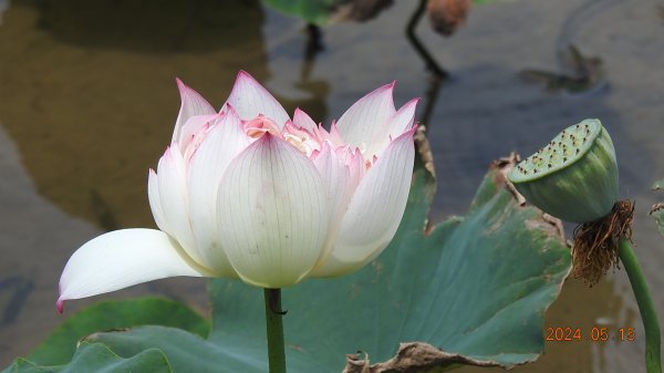 雲山水花鳥蝶-天龍國阿伯的日常5/152503291