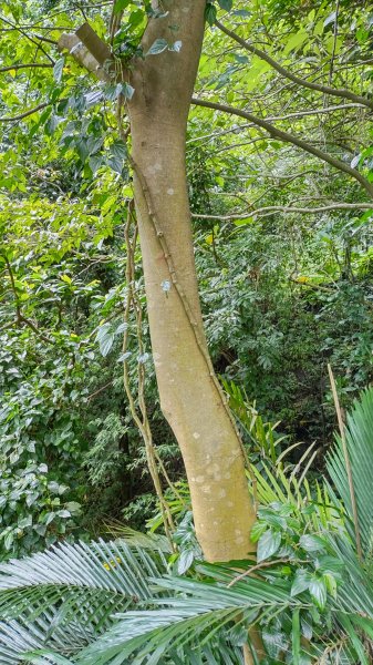 瑞龍瀑布步道2265883