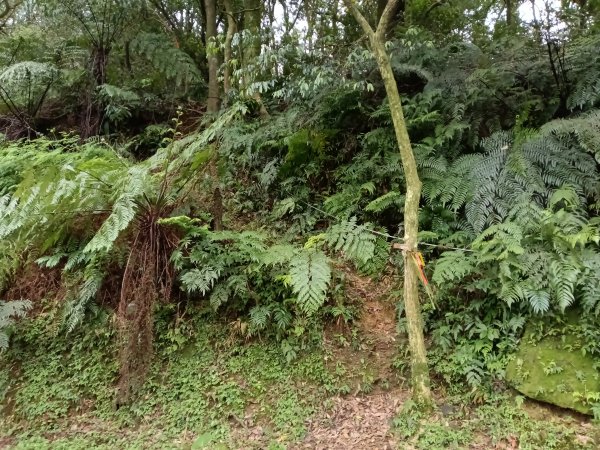 汐止區茄苳越嶺古道+上鹿窟崙山+九層坪山+四分尾山+大尖山8字走2981590