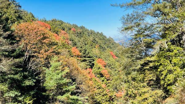 1101211大雪山230林道9.2k/雪山西稜登山口1546660