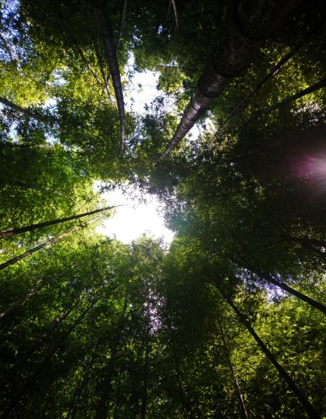 鳶嘴西稜O走（大崠山、長壽山、鳶嘴山）1073399
