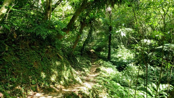 金棗，我想來點打鐵寮古道，叮咚。1150037