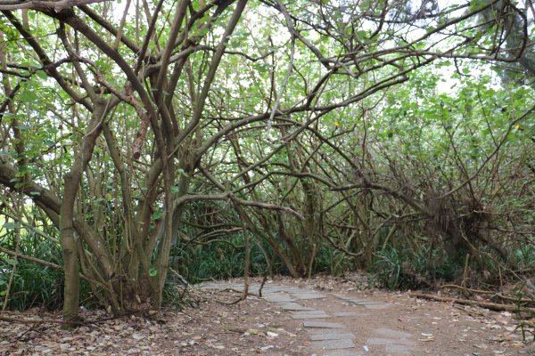 新竹新豐~大自然的寶藏~紅樹林濕地保護區919634