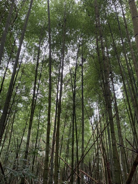 20251220嘉義凸龜山-芙蓉山-天福山2973819