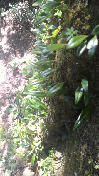 嘉南雲峰、石壁山101627