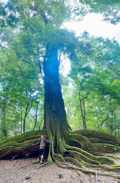 20251014雪見遊憩區 🚴‍♂️咖搭車走司馬限林道上東洗水山兩刷北坑山至大板根2916387