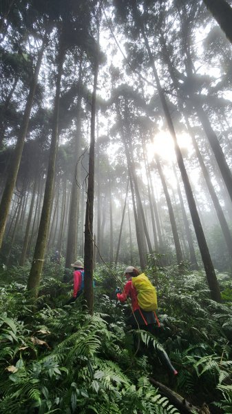 111/12/03新竹縣五峰鄉油羅山、西油羅山1976351