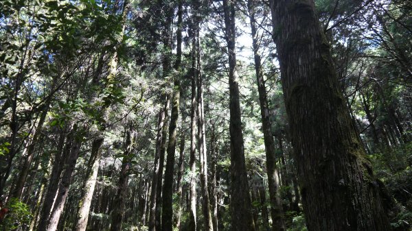 三星山登山健行趣(小百岳85號)1800694