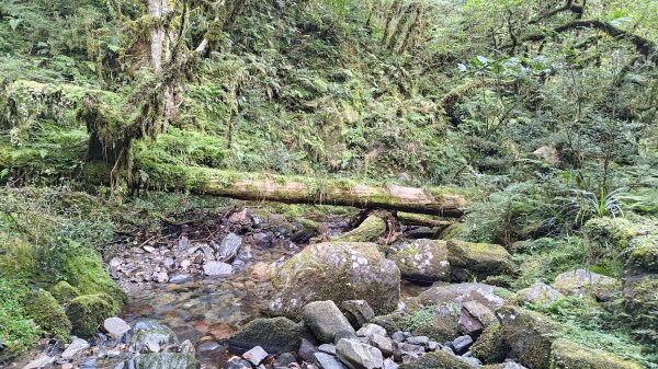 棲松縱走未竟2918393