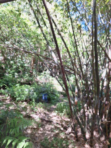 頭城鷹石尖+七兄弟山+外大溪山O形(明山寺起登)202508302876542