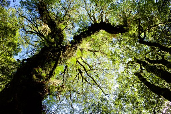 谷關七雄：八仙山468298