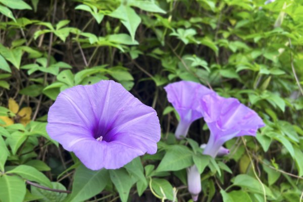 北投 中正山3087446