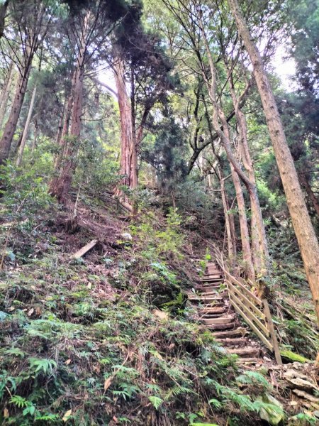 檜山巨木群步道2250301