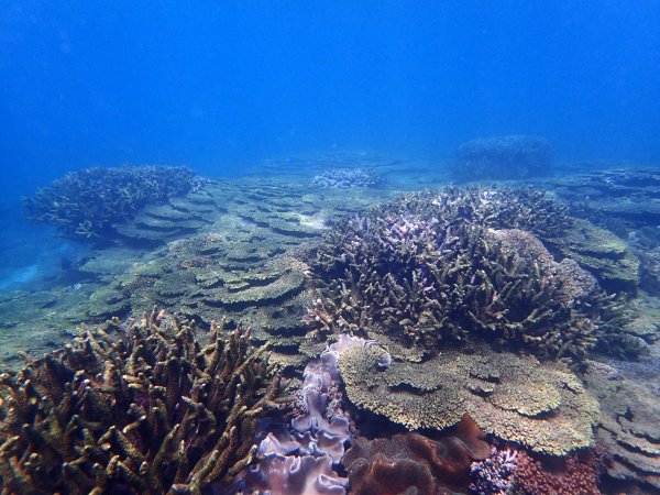 【保育】澎湖南方四島珊瑚礁失色 海管處『種』出新希望