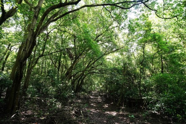 苗栗 三義 枕頭山、南片山2801758