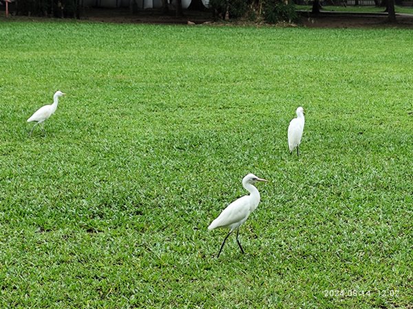 大安森林公園、瑞陽公園、大港墘公園、宏匯瑞光廣場【走路趣尋寶】【臺北健走趣】2574702