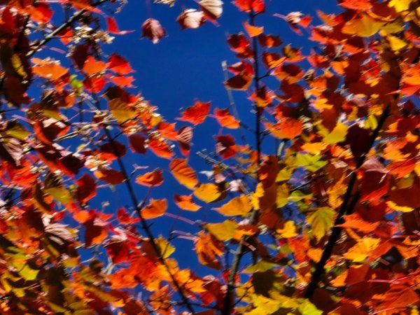 大雪山國家森林遊樂區賞楓／看神木／賞雪白山頭／賞大景2974261