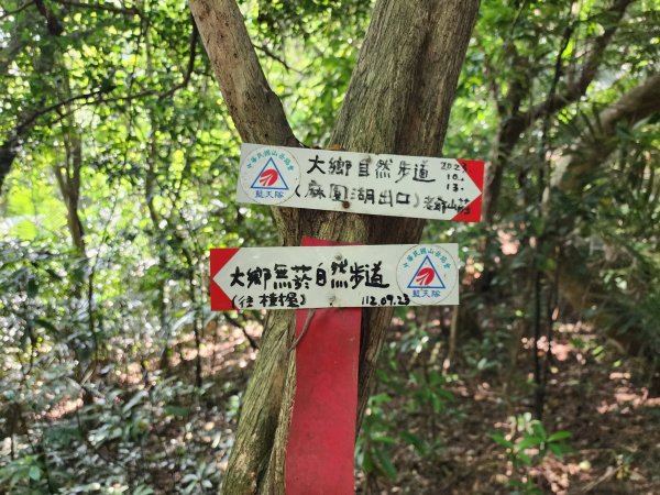 樹杞林山｜竹東森林公園步道×大鄉自然步道3060542
