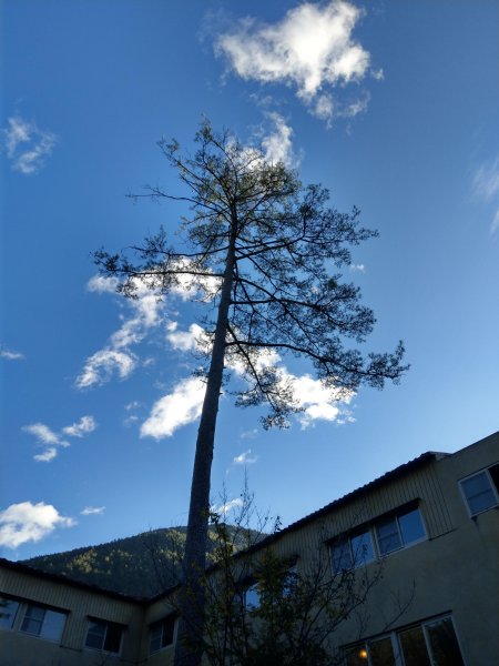 桃山瀑布步道拍鳥賞景行719107