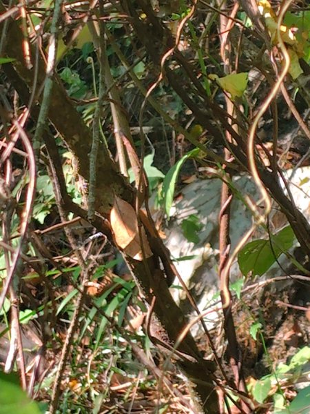 朝聖橋-射鹿部落-高燕部落-旗鹽山-排雲瀑布-沙拉灣瀑布2771030